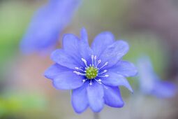 Blue Anemone null