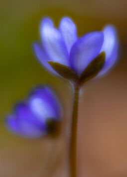 Nature's awakening null