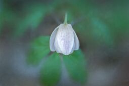 Wood Anemone null