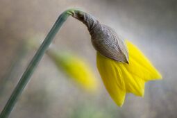 Narcissus null