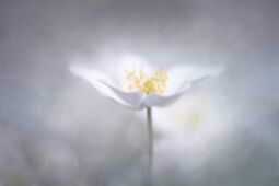 Dreamy null