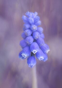 Grape-hyacinth null