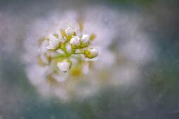 Bird Cherry Delight null