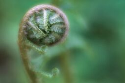 Unfolding null