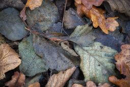 Fallen Leaves null