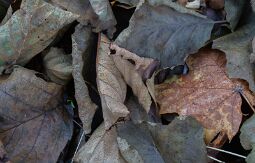 _DSC0190 null