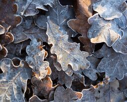 _DSC0224 null