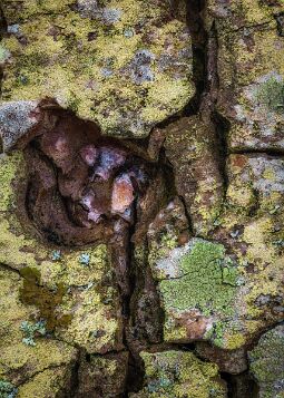 Bark Formation null