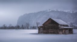 Cow Shed null