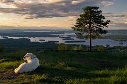 Tranquil Moments null