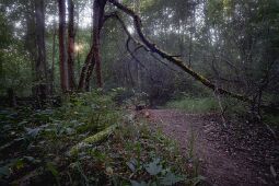 Walking through the Forest null