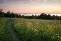 Storängen in Tällberg, Dalarna (The Big Meadow) null