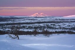Morning Pastels null