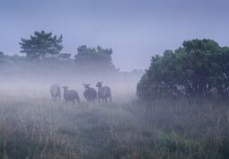 Fog in the Sheep Pasture null