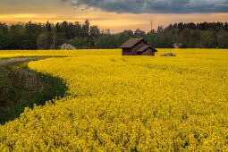 Whispering Fields null