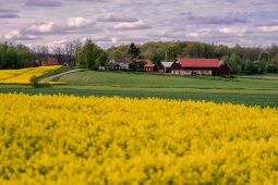 Yellow Fields null