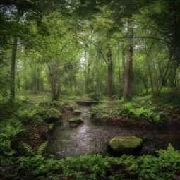 Fairy Land null