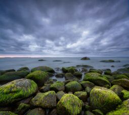 Low Tide null