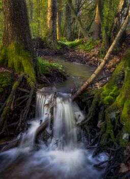 Fairy Tales null