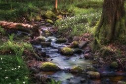 The Flow null