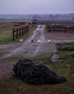 Reports from a Farm #1 null