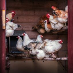 Reports from a Farm #2 null