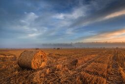 Harvest Field null