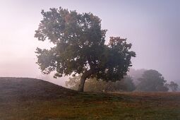 Autumn Vibes null
