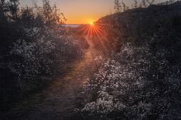 Pathway to the Sea null