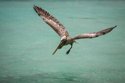 Flying Albatross null