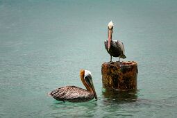 Albatross Couple null