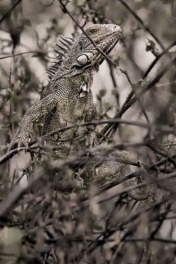Leguan in Trea null