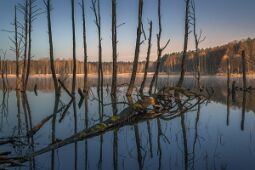 Spring in the beech forest null