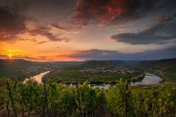 Moselle Intoxication null