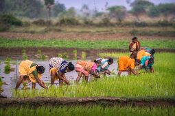 In the Rice Fields null