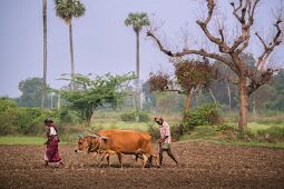 Small farmers' sowing null