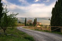 Vineyard in Tuscany null