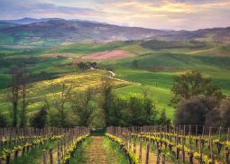 Winery null
