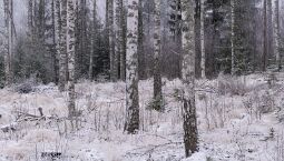 Winter Panorama null