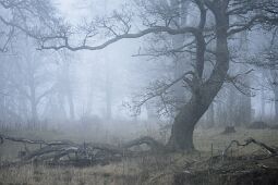 Fog in the Oak Tree Pasture null