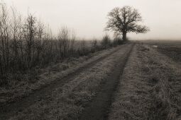 Silence null