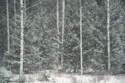 The Sound of Falling Snow null