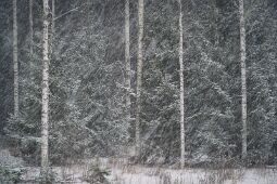 _DSC0175-Edit null