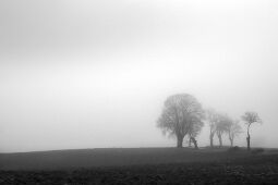 Fog null