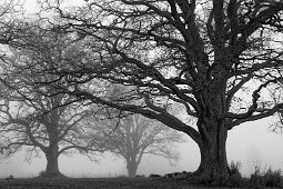 The Old Oak Trees null