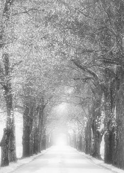 _MG_3924-Edit-Edit null